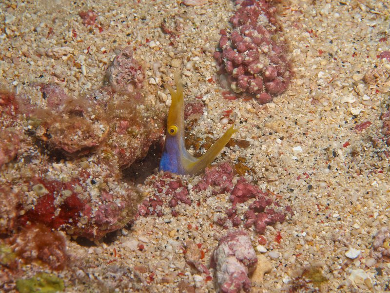 Ribbon Eel, Shark Point